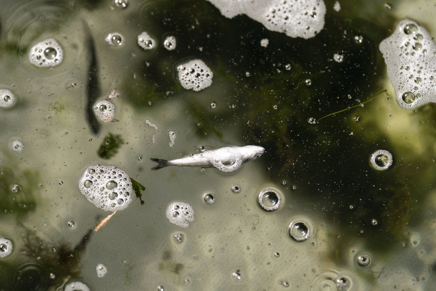 Warming Rivers Dying Fish